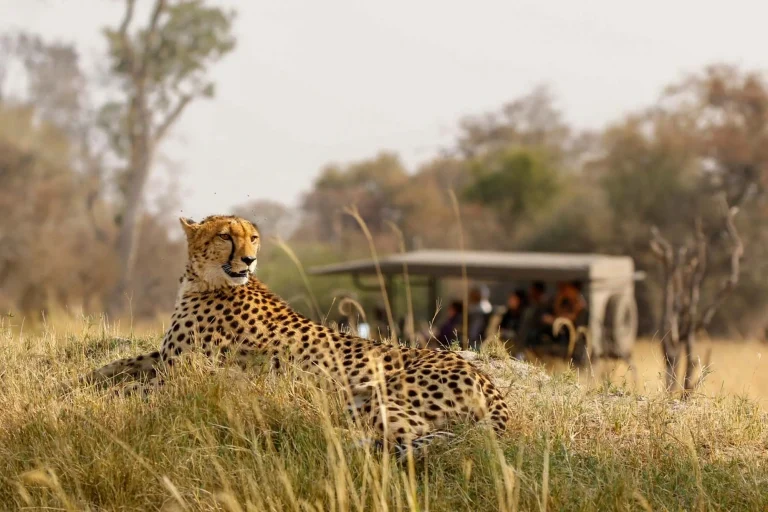 african-safari-cheetah-trcuk