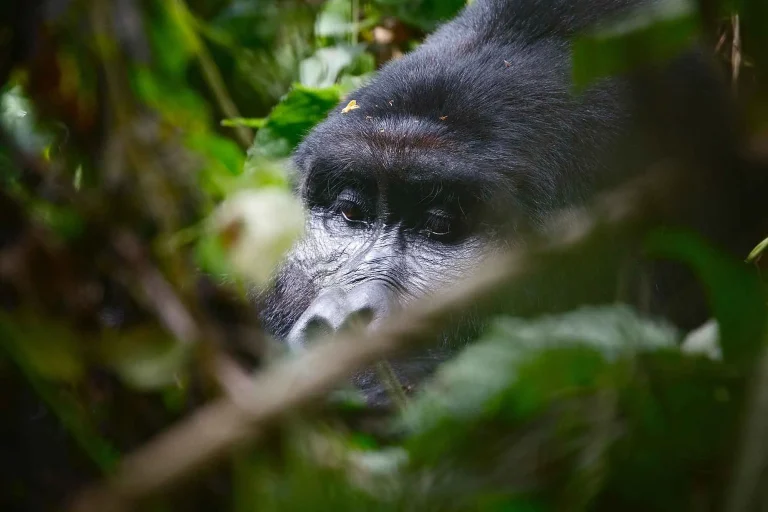 bwindi_gorilla_silverback
