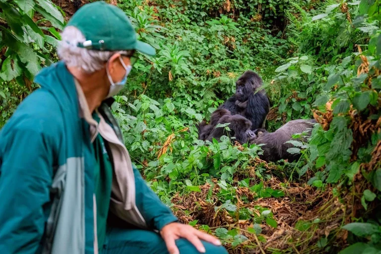 gorilla-rwanda-trekking-1536x1024