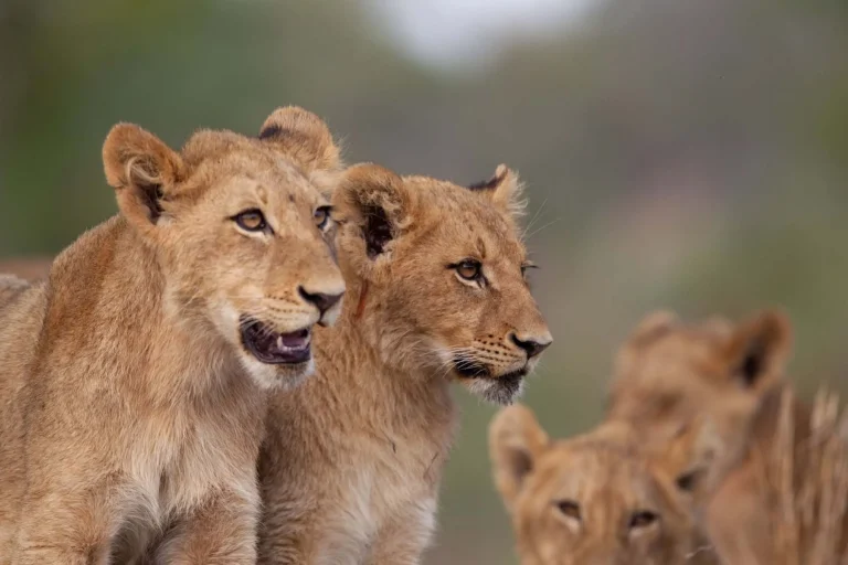 lions_pride