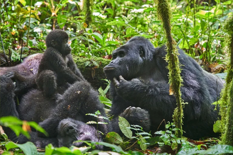 nkuringo-gorilla-family