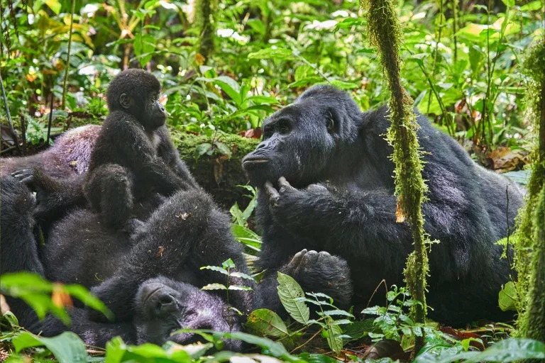 nkuringo-gorilla-family-1536x1024