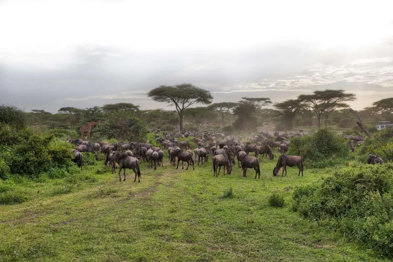 serengeti-tanzania-safari (1)