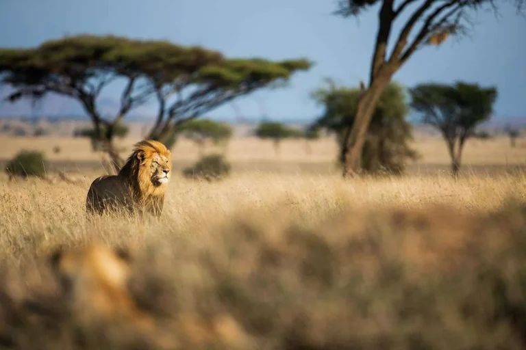 the-serengeti-wilderness-jpg