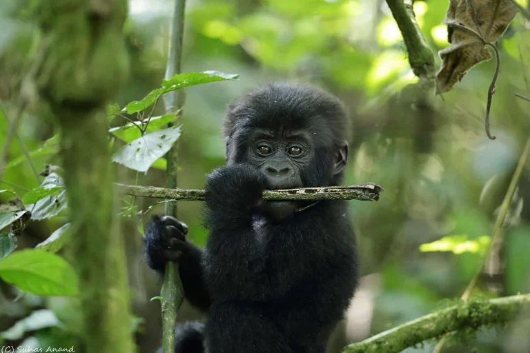 uganda-gorilla-baby-birth2